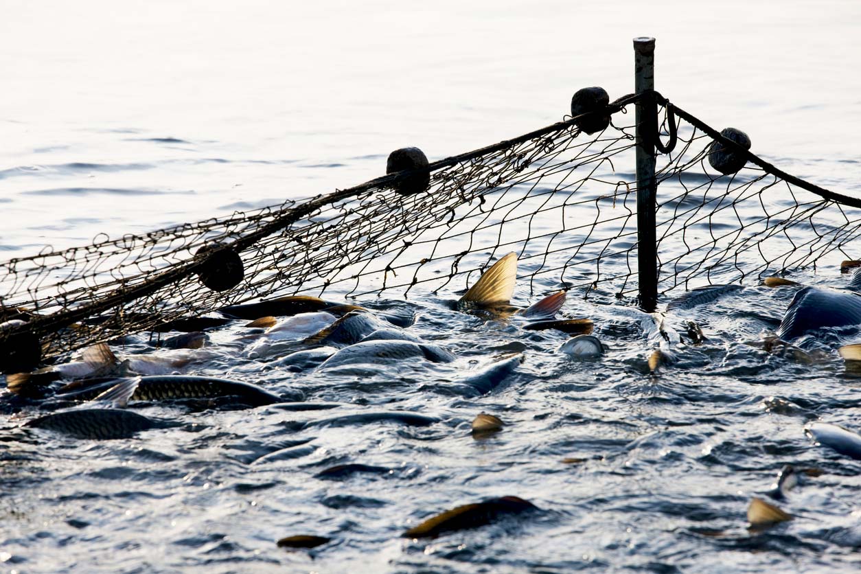 fish being caught up in a net