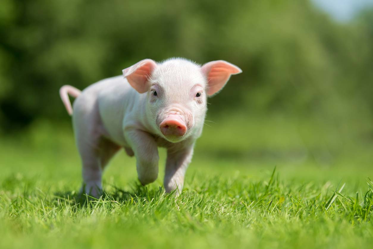 newborn piglet in green grass